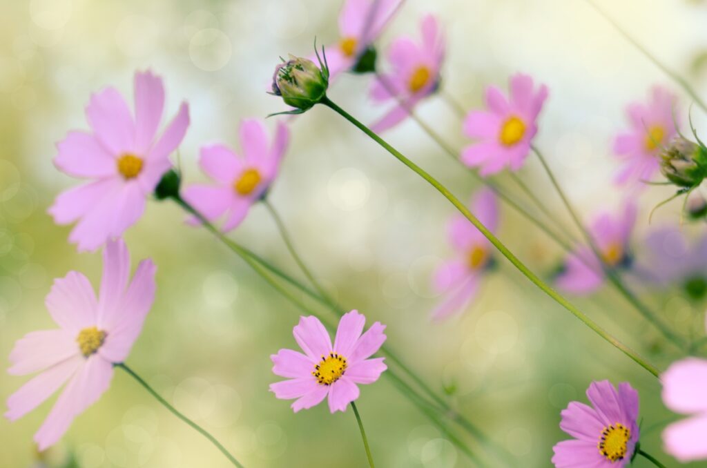 Favoritos de Cata, Cosmos