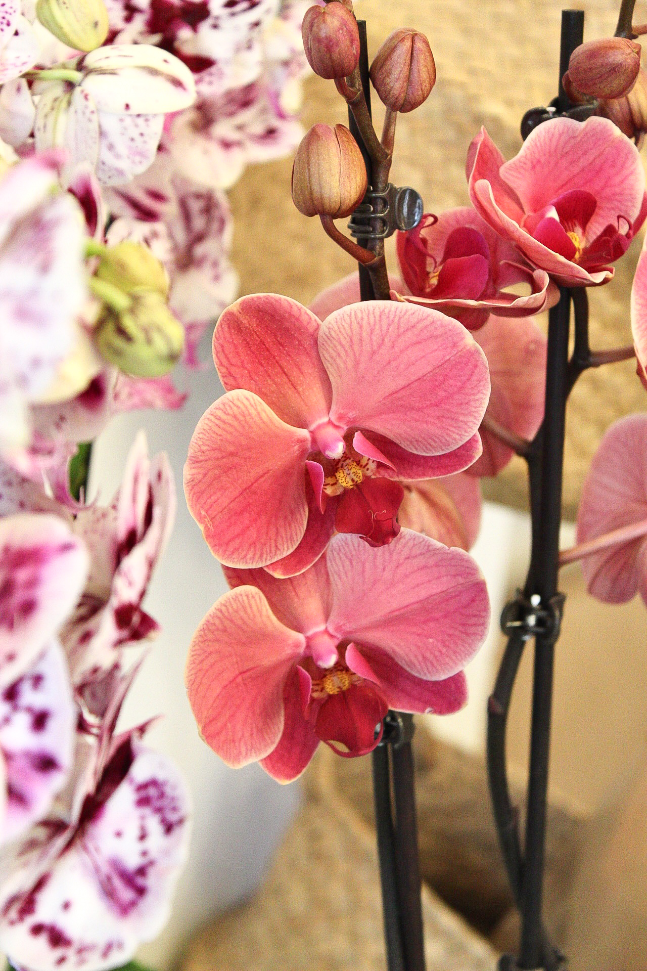 orquídea