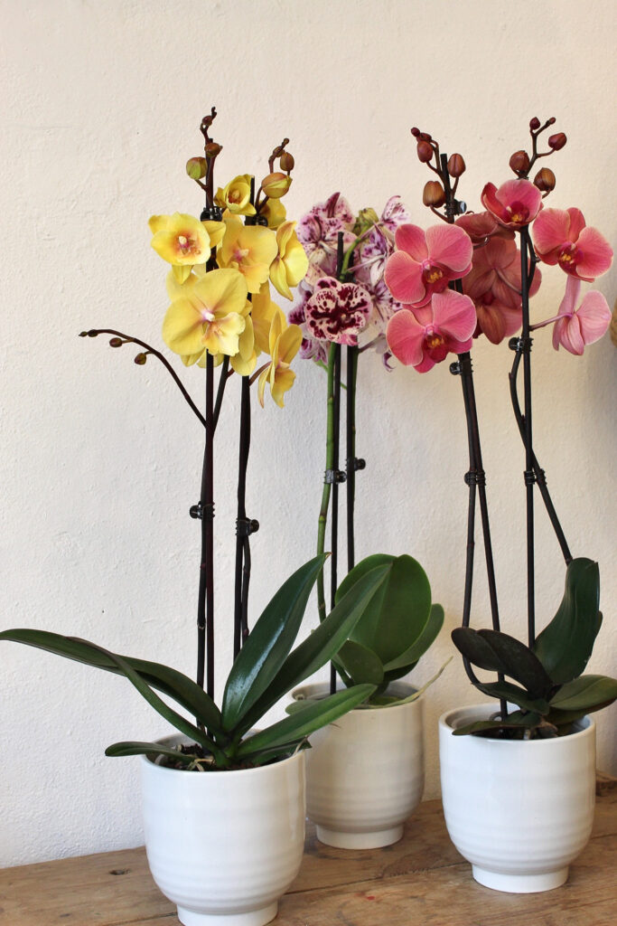 flors del mes de marzo