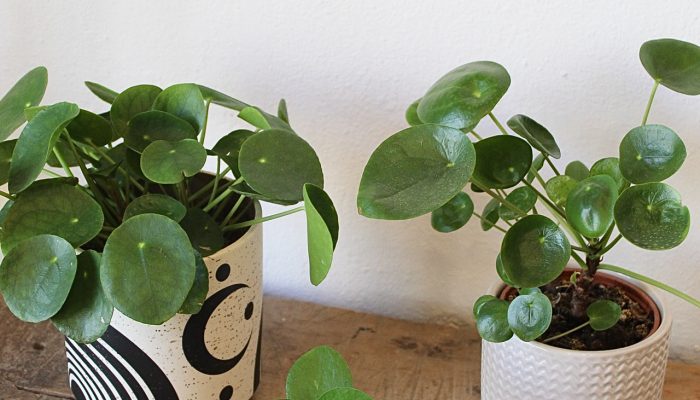 Planta del dinero en maceta de cerámica sobre una mesa de madera, perfecta para interiores y atraer buena energía.